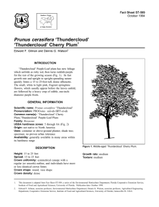 Prunus cerasifera ‘Thundercloud’ ‘Thundercloud’ Cherry Plum Fact Sheet ST-509 1