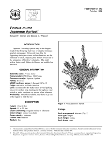 Prunus mume Japanese Apricot Fact Sheet ST-512 1