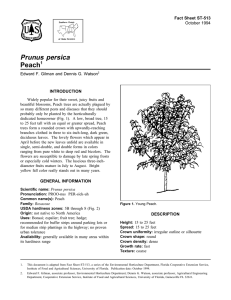Prunus persica Peach Fact Sheet ST-513 1