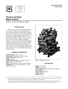 Prunus serotina Black Cherry Fact Sheet ST-516 1