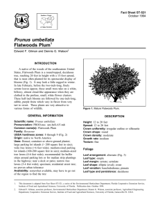 Prunus umbellata Flatwoods Plum Fact Sheet ST-521 1