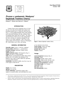Prunus x yedoensis ‘Akebono’ Daybreak Yoshino Cherry Fact Sheet ST-524 1