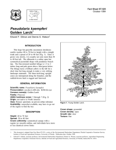 Pseudolarix kaempferi Golden Larch Fact Sheet ST-525 1