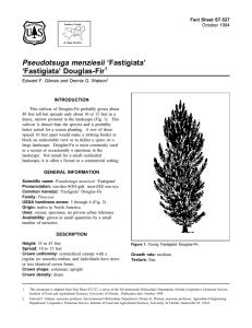 Pseudotsuga menziesii ‘Fastigiata’ ‘Fastigiata’ Douglas-Fir Fact Sheet ST-527 1