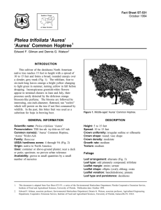 Ptelea trifoliata ‘Aurea’ ‘Aurea’ Common Hoptree Fact Sheet ST-531 1