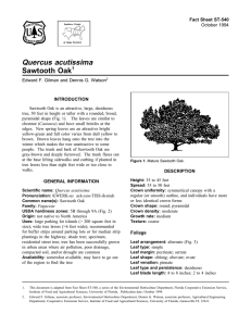 Quercus acutissima Sawtooth Oak Fact Sheet ST-540 1