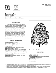 Quercus alba White Oak Fact Sheet ST-541 1