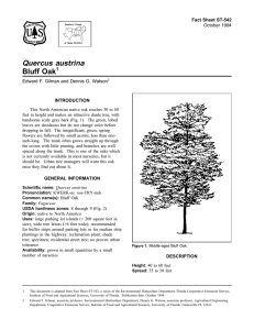 Quercus austrina Bluff Oak Fact Sheet ST-542 1