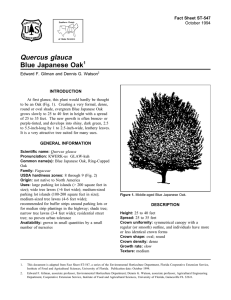 Quercus glauca Blue Japanese Oak Fact Sheet ST-547 1
