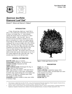 Quercus laurifolia Diamond Leaf Oak Fact Sheet ST-549 1