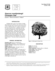 Quercus muehlenbergii Chinkapin Oak Fact Sheet ST-552 1