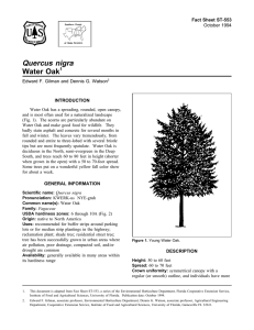 Quercus nigra Water Oak Fact Sheet ST-553 1