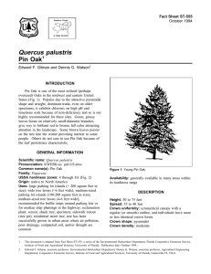 Quercus palustris Pin Oak Fact Sheet ST-555 1