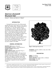 Quercus shumardii Shumard Oak Fact Sheet ST-561 1