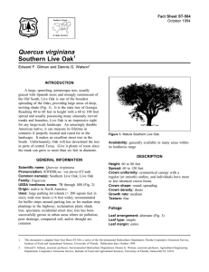 Quercus virginiana Southern Live Oak Fact Sheet ST-564 1