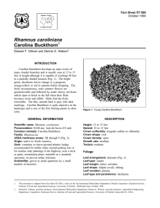 Rhamnus caroliniana Carolina Buckthorn Fact Sheet ST-566 1