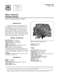 Rhus chinensis Chinese Sumac Fact Sheet ST-567 1