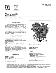 Rhus lanceolata Texan Sumac Fact Sheet ST-569 1