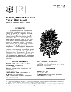 Robinia pseudoacacia ‘Frisia’ ‘Frisia’ Black Locust Fact Sheet ST-571 1