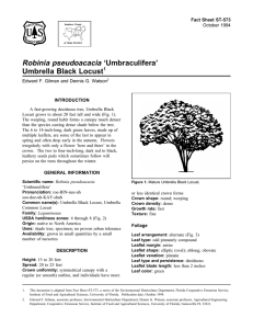 Robinia pseudoacacia ‘Umbraculifera’ Umbrella Black Locust Fact Sheet ST-573 1