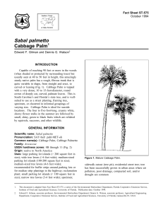 Sabal palmetto Cabbage Palm Fact Sheet ST-575 1