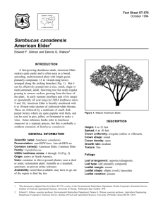 Sambucus canadensis American Elder Fact Sheet ST-578 1