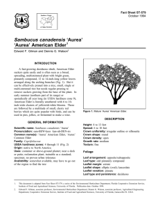 Sambucus canadensis ‘Aurea’ ‘Aurea’ American Elder Fact Sheet ST-579 1