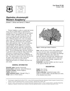 Sapindus drummondii Western Soapberry Fact Sheet ST-581 1