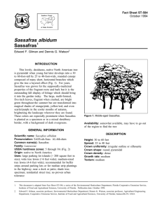 Sassafras albidum Sassafras Fact Sheet ST-584 1
