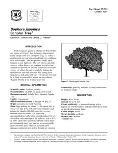 Sophora japonica Scholar Tree Fact Sheet ST-592 1