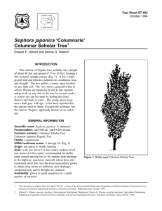 Sophora japonica ‘Columnaris’ Columnar Scholar Tree Fact Sheet ST-593 1