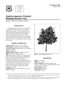 Sophora japonica ‘Pendula’ Weeping Scholar Tree Fact Sheet ST-594 1