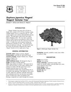 Sophora japonica ‘Regent’ ‘Regent’ Scholar Tree Fact Sheet ST-596 1