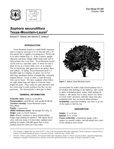 Sophora secundiflora Texas-Mountain-Laurel Fact Sheet ST-597 1