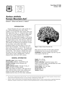 Sorbus alnifolia Korean Mountain-Ash Fact Sheet ST-598 1