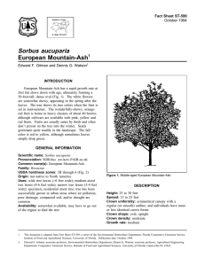Sorbus aucuparia European Mountain-Ash Fact Sheet ST-599 1