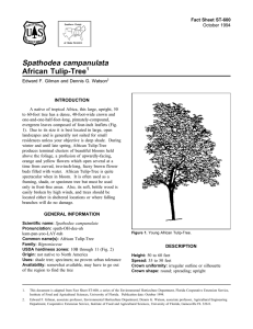 Spathodea campanulata African Tulip-Tree Fact Sheet ST-600 1