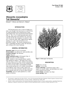 Stewartia monadelpha Tall Stewartia Fact Sheet ST-602 1