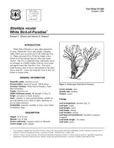 Strelitzia nicolai White Bird-of-Paradise Fact Sheet ST-604 1