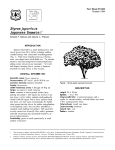 Styrax japonicus Japanese Snowbell Fact Sheet ST-605 1