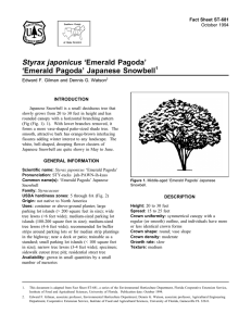 Styrax japonicus ‘Emerald Pagoda’ ‘Emerald Pagoda’ Japanese Snowbell Fact Sheet ST-681 1