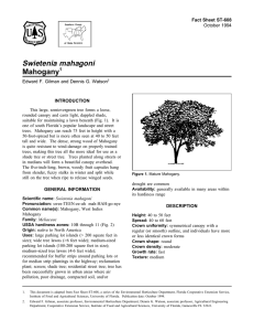 Swietenia mahagoni Mahogany Fact Sheet ST-608 1
