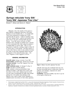 Syringa reticulata ‘Ivory Silk’ ‘Ivory Silk’ Japanese Tree Lilac Fact Sheet ST-611 1
