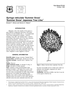 Syringa reticulata ‘Summer Snow’ ‘Summer Snow’ Japanese Tree Lilac Fact Sheet ST-612 1