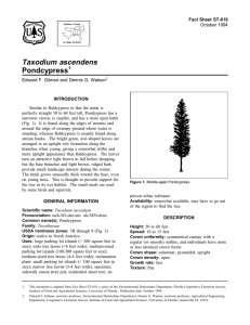 Taxodium ascendens Pondcypress Fact Sheet ST-619 1
