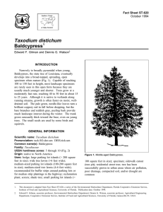 Taxodium distichum Baldcypress Fact Sheet ST-620 1