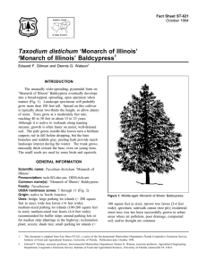 Taxodium distichum ‘Monarch of Illinois’ ‘Monarch of Illinois’ Baldcypress Fact Sheet ST-621 1