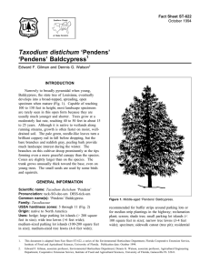 Taxodium distichum ‘Pendens’ ‘Pendens’ Baldcypress Fact Sheet ST-622 1