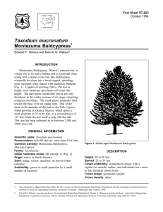 Taxodium mucronatum Montezuma Baldcypress Fact Sheet ST-623 1
