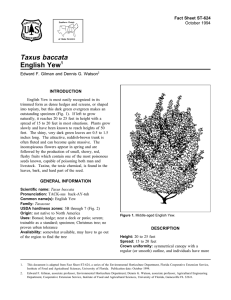 Taxus baccata English Yew Fact Sheet ST-624 1